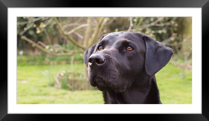Harry Dog Framed Mounted Print by Simon Wrigglesworth