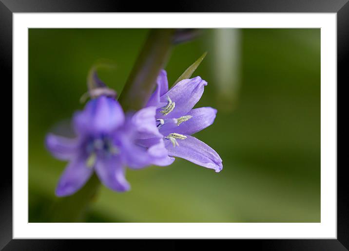 Bluebell Framed Mounted Print by Simon Wrigglesworth