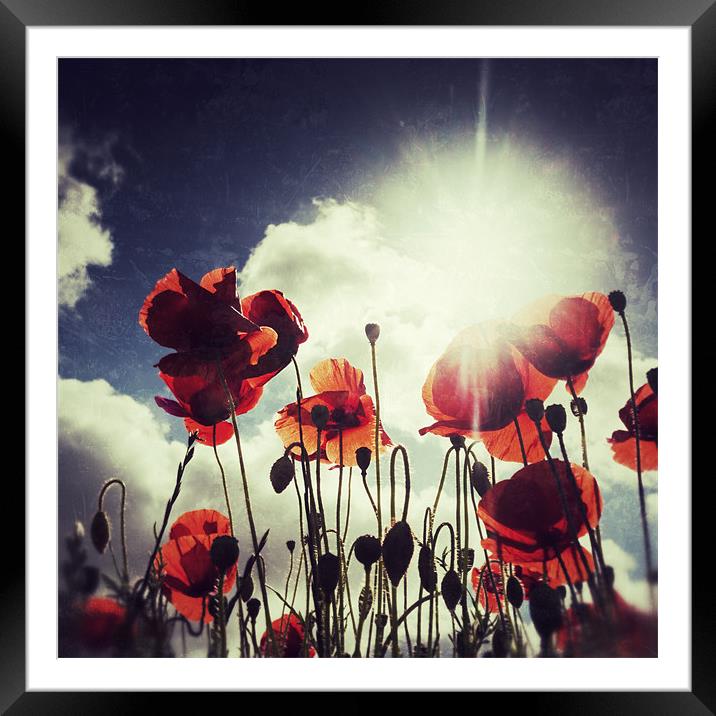 Poppies Framed Mounted Print by Simon Wrigglesworth