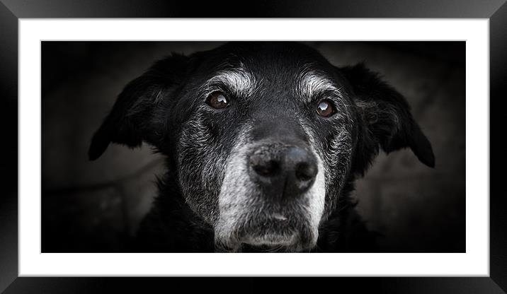 Old Man - Black Labrador Framed Mounted Print by Simon Wrigglesworth