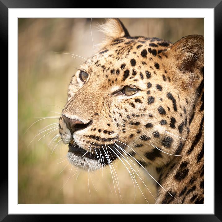 Amur Leopard Framed Mounted Print by Simon Wrigglesworth