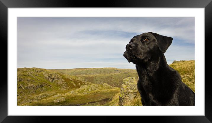 Fell-Hound Labrador Framed Mounted Print by Simon Wrigglesworth