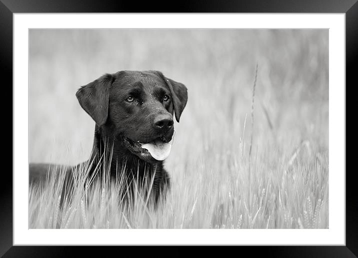 Black Labrador in Field Framed Mounted Print by Simon Wrigglesworth