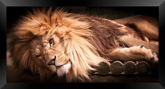 Cant be bothered - lion Framed Print by Simon Wrigglesworth
