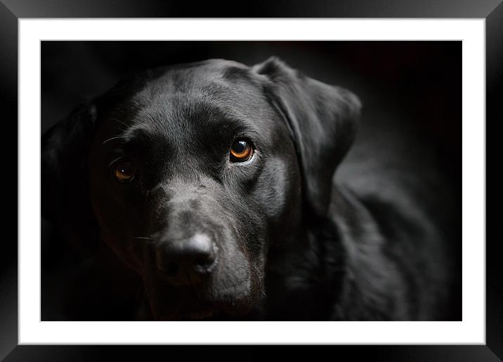 Blacked Out - Labrador Framed Mounted Print by Simon Wrigglesworth