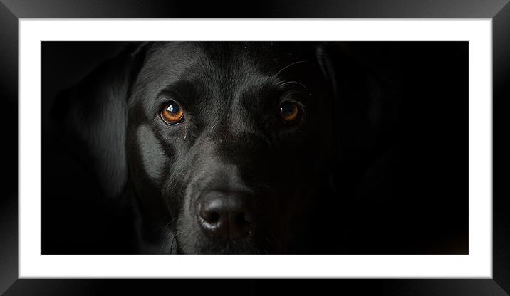 black labrador in the dark Framed Mounted Print by Simon Wrigglesworth