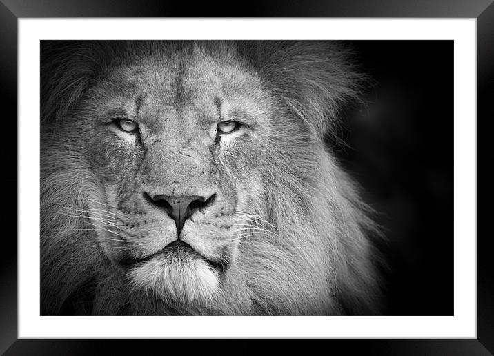 A lion staring Framed Mounted Print by Simon Wrigglesworth
