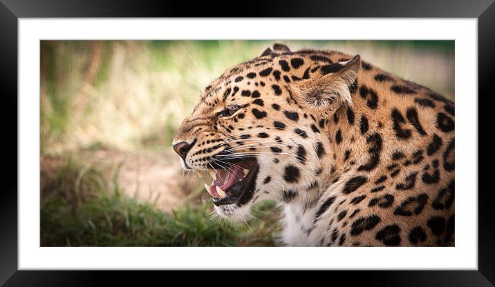 Snarling Amur leopard Framed Mounted Print by Simon Wrigglesworth