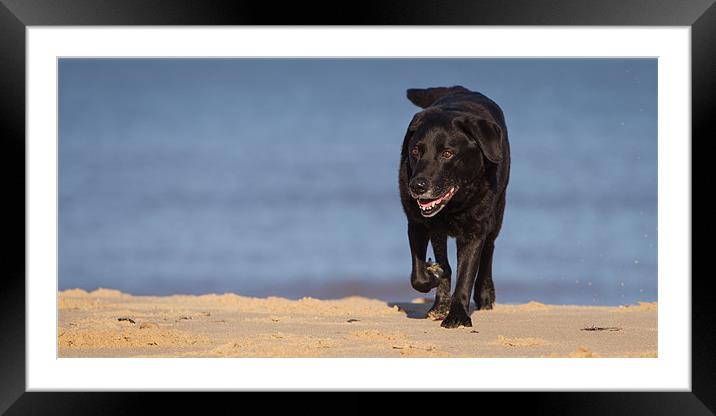 Beachcomber Framed Mounted Print by Simon Wrigglesworth