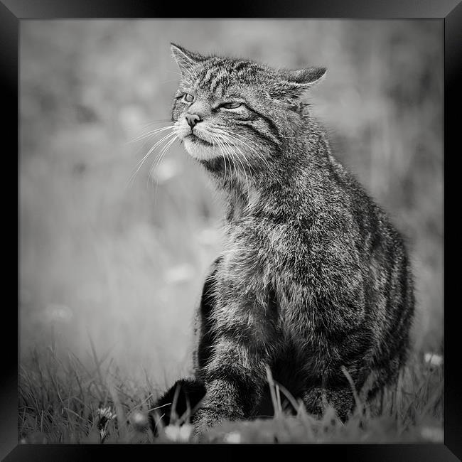 Scottish Wildcat Framed Print by Simon Wrigglesworth
