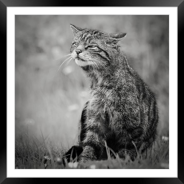 Scottish Wildcat Framed Mounted Print by Simon Wrigglesworth