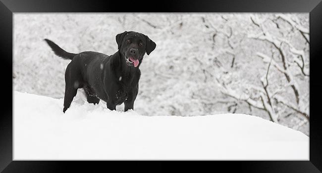 black labrador in the snow Framed Print by Simon Wrigglesworth