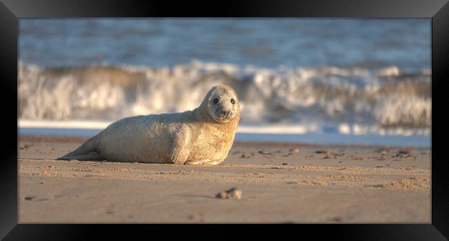 Seal Pup Framed Print by Simon Wrigglesworth
