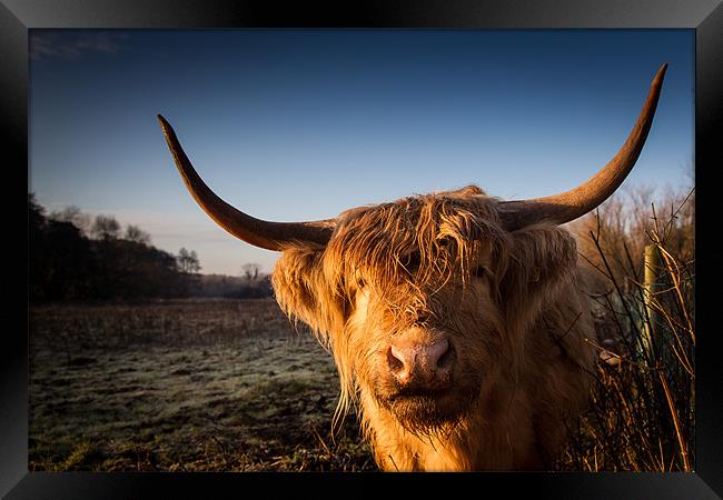 Highland Cow Framed Print by Simon Wrigglesworth