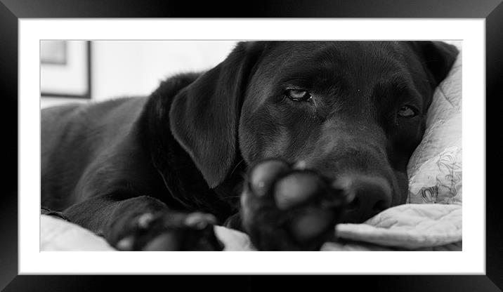 Sleepy labrador Framed Mounted Print by Simon Wrigglesworth