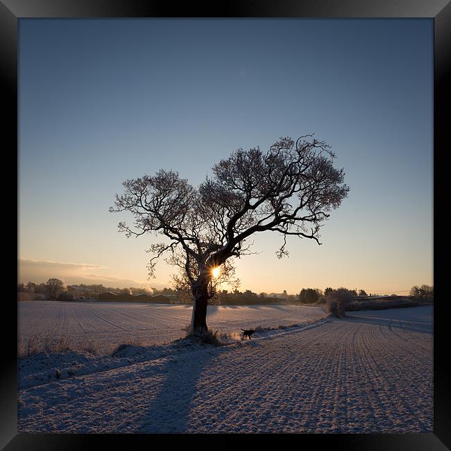 Tree in Winter Framed Print by Simon Wrigglesworth