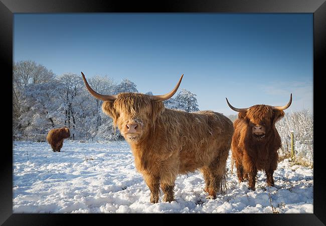 Highland cattle in the snow Framed Print by Simon Wrigglesworth