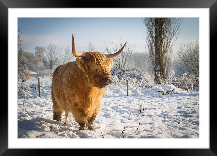 Highland Cow in the snow Framed Mounted Print by Simon Wrigglesworth