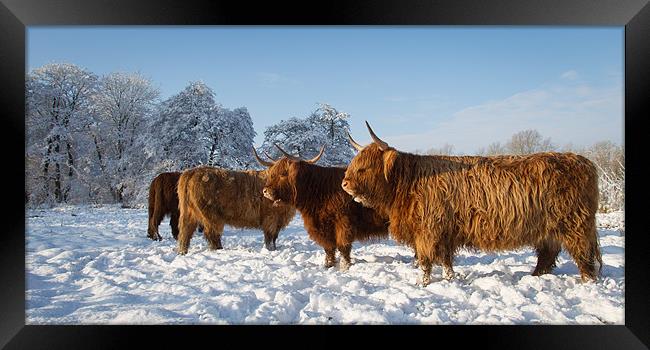 Highland cattle in the Snow Framed Print by Simon Wrigglesworth