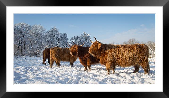 Highland cattle in the Snow Framed Mounted Print by Simon Wrigglesworth
