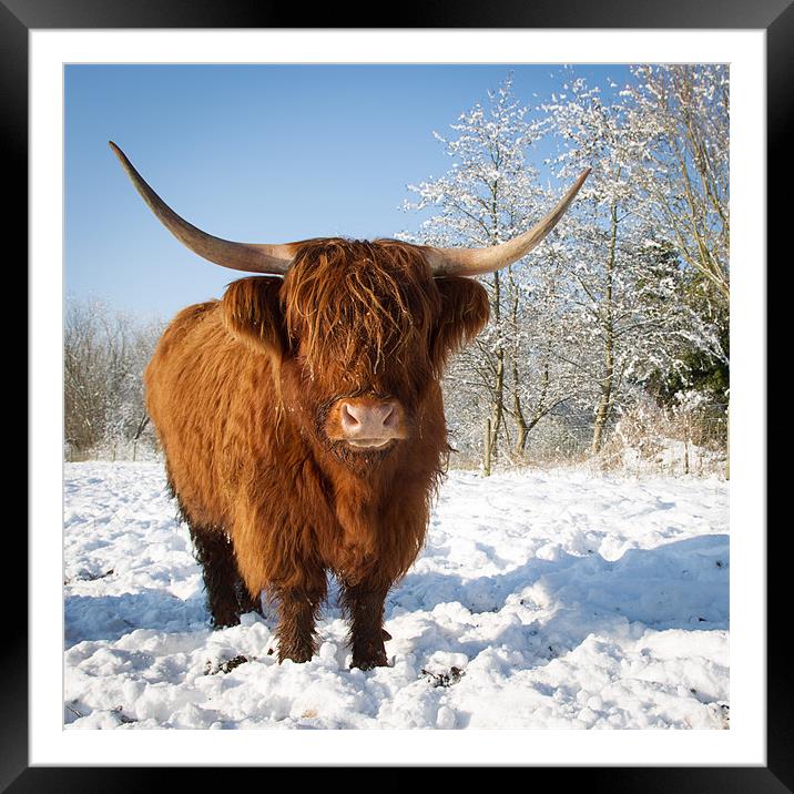 Highland cow in snow Framed Mounted Print by Simon Wrigglesworth