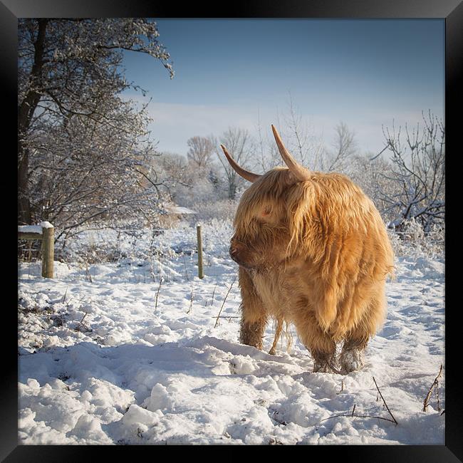 Hairy Cow in snow Framed Print by Simon Wrigglesworth
