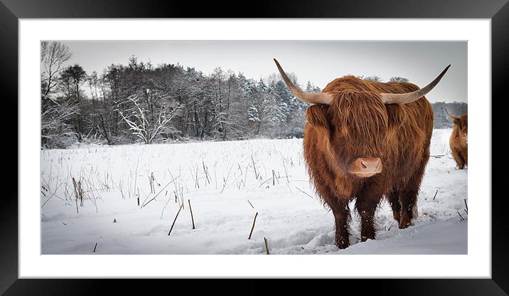 Highland cow in snow Framed Mounted Print by Simon Wrigglesworth