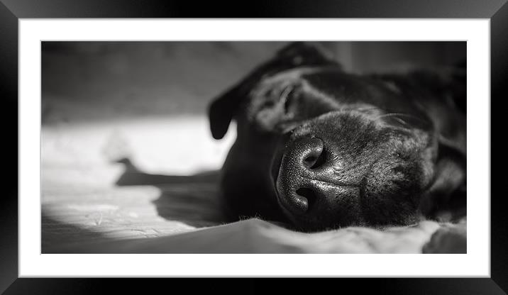 Black Labrador Asleep Framed Mounted Print by Simon Wrigglesworth