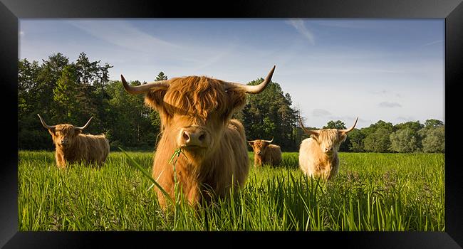 Highland Cattle Framed Print by Simon Wrigglesworth
