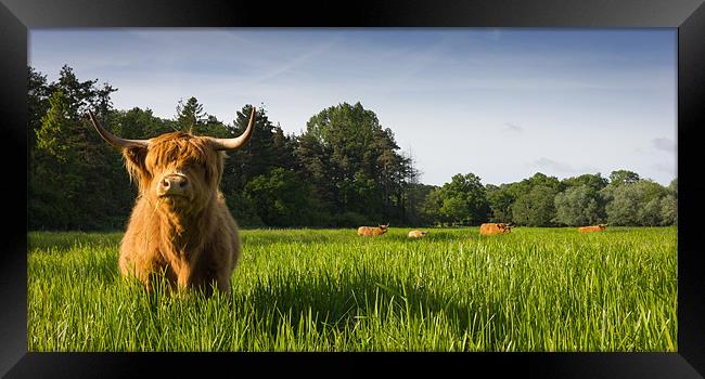 Highland Cows Framed Print by Simon Wrigglesworth