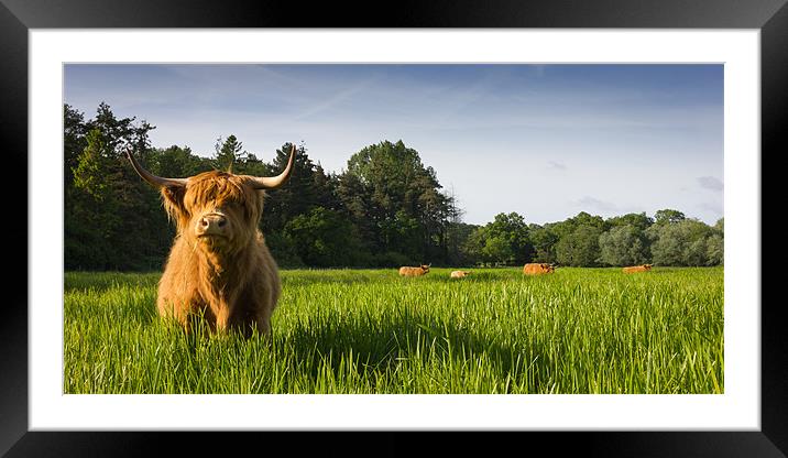 Highland Cows Framed Mounted Print by Simon Wrigglesworth