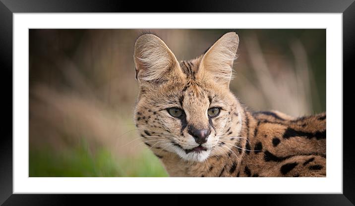 Serval Cat Framed Mounted Print by Simon Wrigglesworth