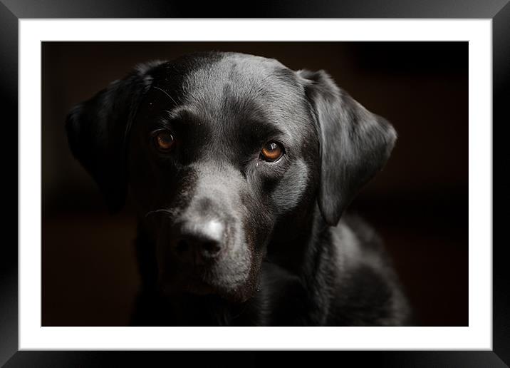 Black Labrador Framed Mounted Print by Simon Wrigglesworth