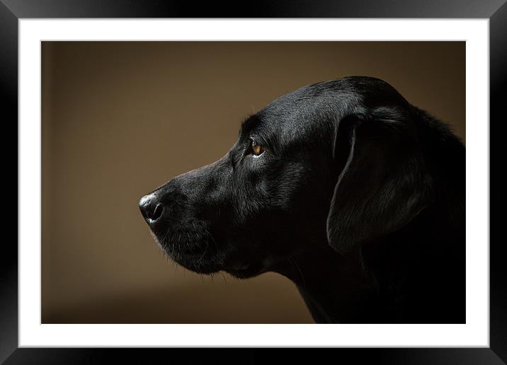 Black Labrador Portrait Framed Mounted Print by Simon Wrigglesworth
