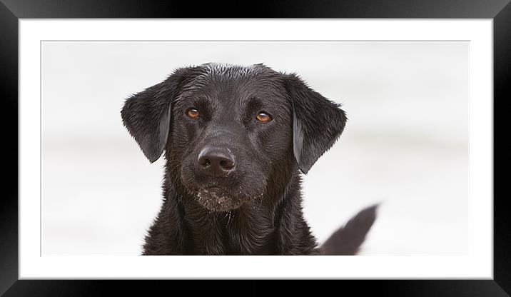 Wet Black Labrador Framed Mounted Print by Simon Wrigglesworth