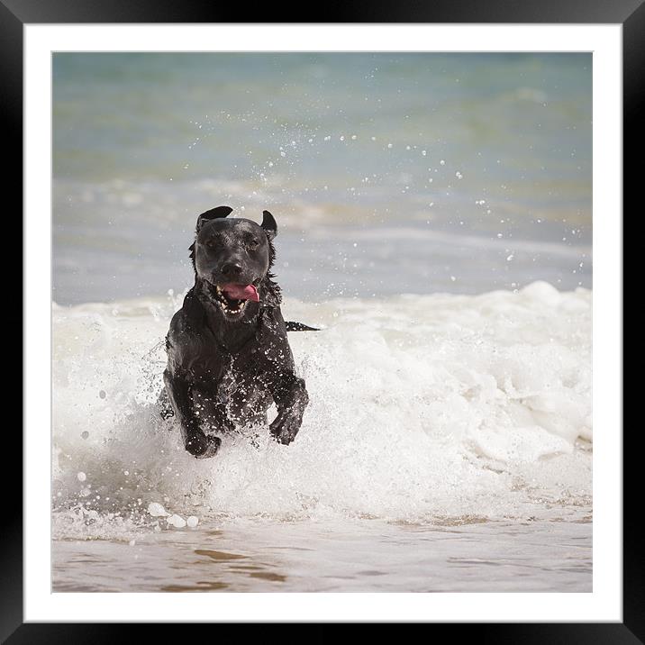 Black Labrador in the sea Framed Mounted Print by Simon Wrigglesworth
