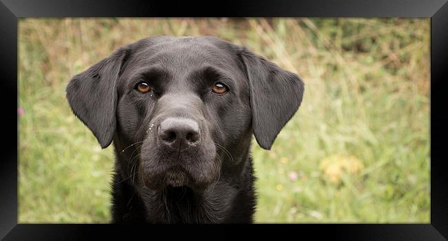 Black Labrador Framed Print by Simon Wrigglesworth