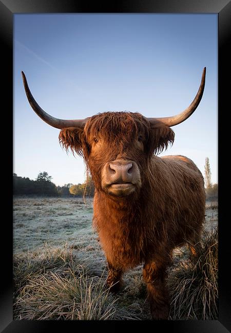 Highland Cow in Frost Framed Print by Simon Wrigglesworth