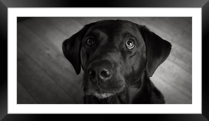 Black Labrador Framed Mounted Print by Simon Wrigglesworth