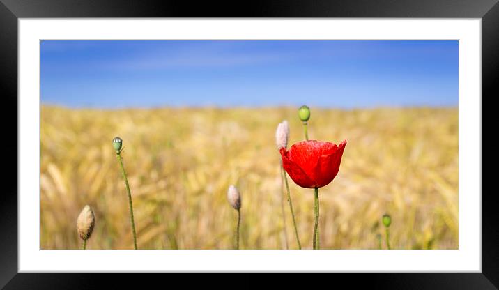 Single Poppy on gold Framed Mounted Print by Simon Wrigglesworth