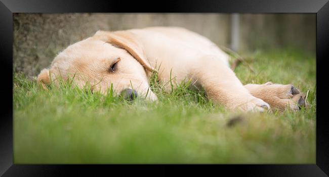 Snooze time - Golden Labrador Framed Print by Simon Wrigglesworth