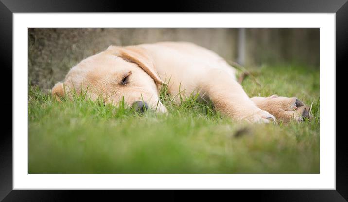 Snooze time - Golden Labrador Framed Mounted Print by Simon Wrigglesworth