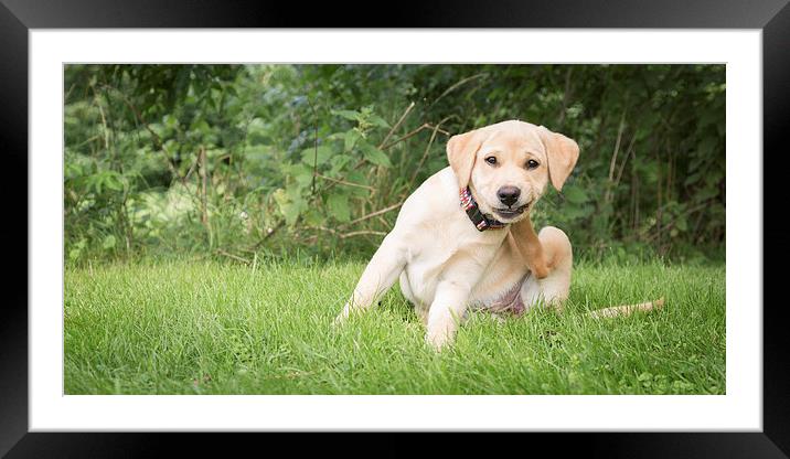 Scratch - labrador Puppy Framed Mounted Print by Simon Wrigglesworth