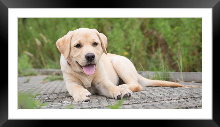 Little one - Labrador Framed Mounted Print by Simon Wrigglesworth