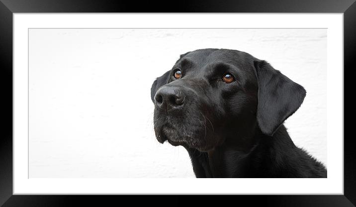 The Harry Dog Framed Mounted Print by Simon Wrigglesworth