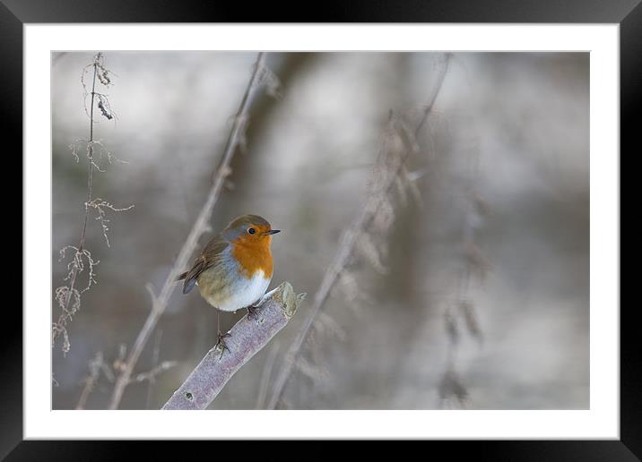 Robin Frost Framed Mounted Print by Simon Wrigglesworth