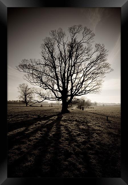 Tree in winter sepia Framed Print by Simon Wrigglesworth