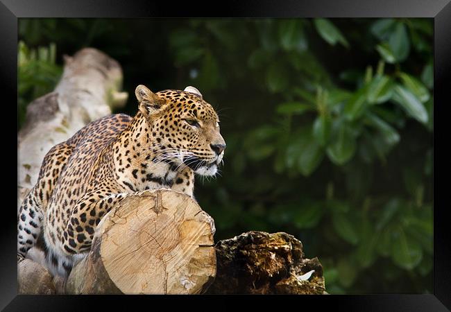 Sri lankan Leopard Framed Print by Simon Wrigglesworth