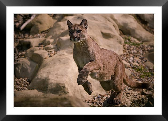 Leap Framed Mounted Print by Simon Wrigglesworth