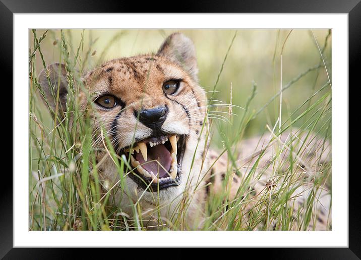 Snarling Cheetah Framed Mounted Print by Simon Wrigglesworth